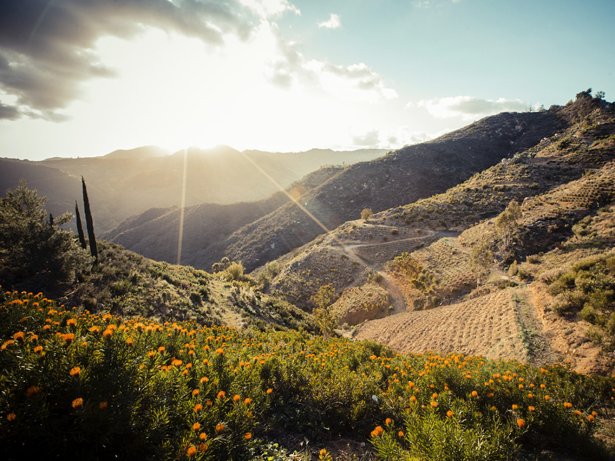 Fields of Leucospermum