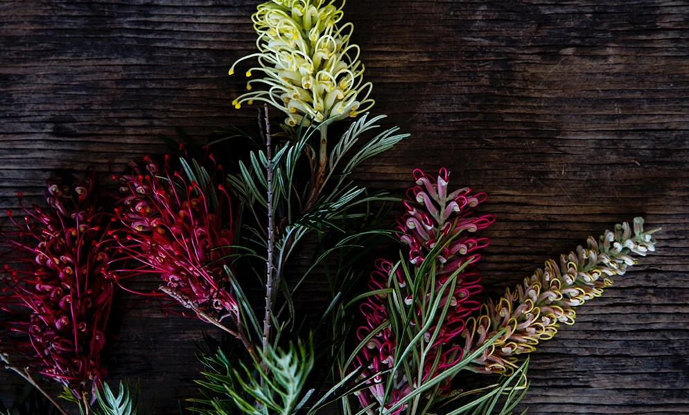 Grevillea Protea