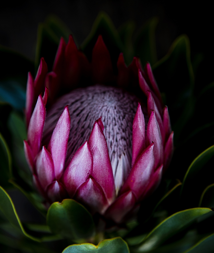 King Protea