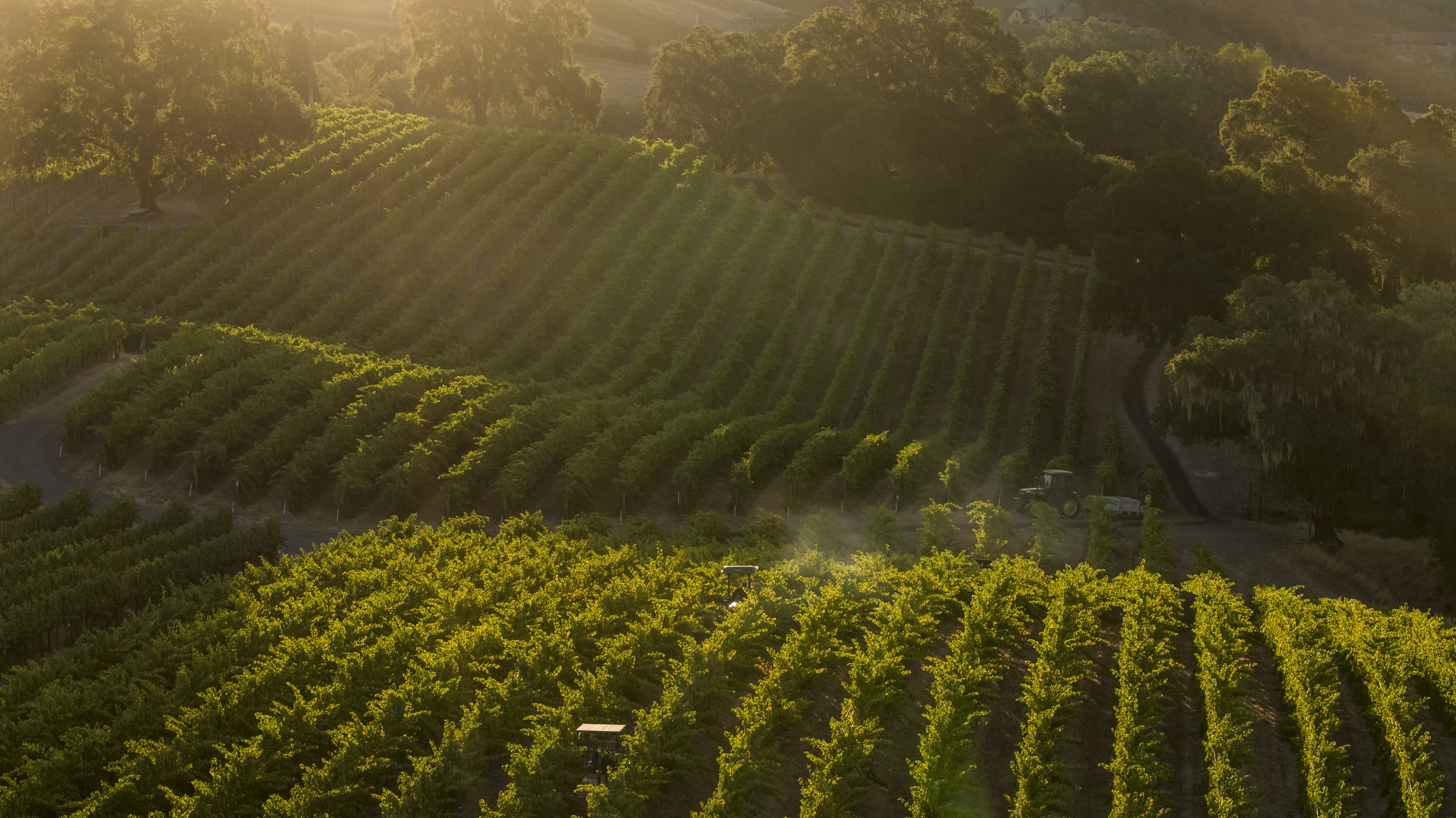 ryew_harvest_alexander-valley