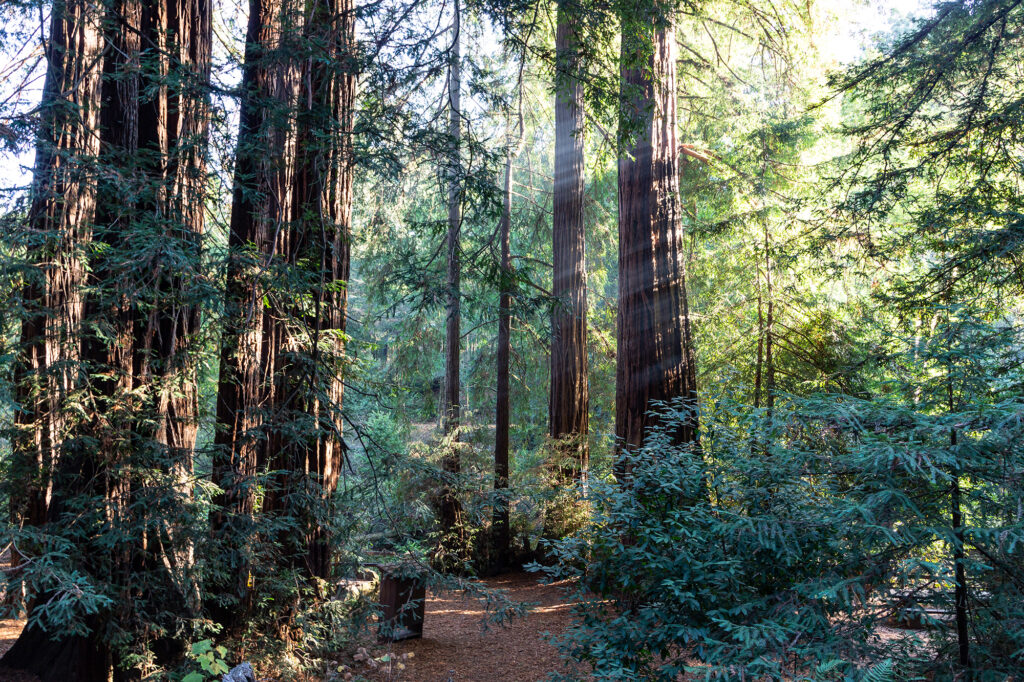 Campsite at Samuel P Taylor State Park