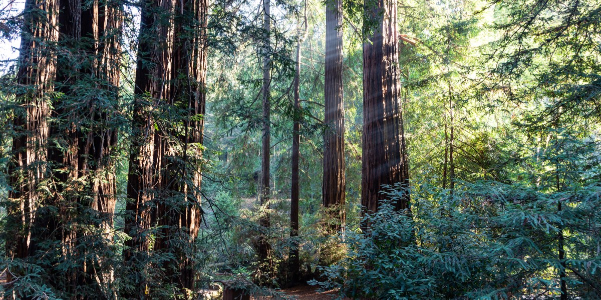 Campsite at Samuel P Taylor State Park