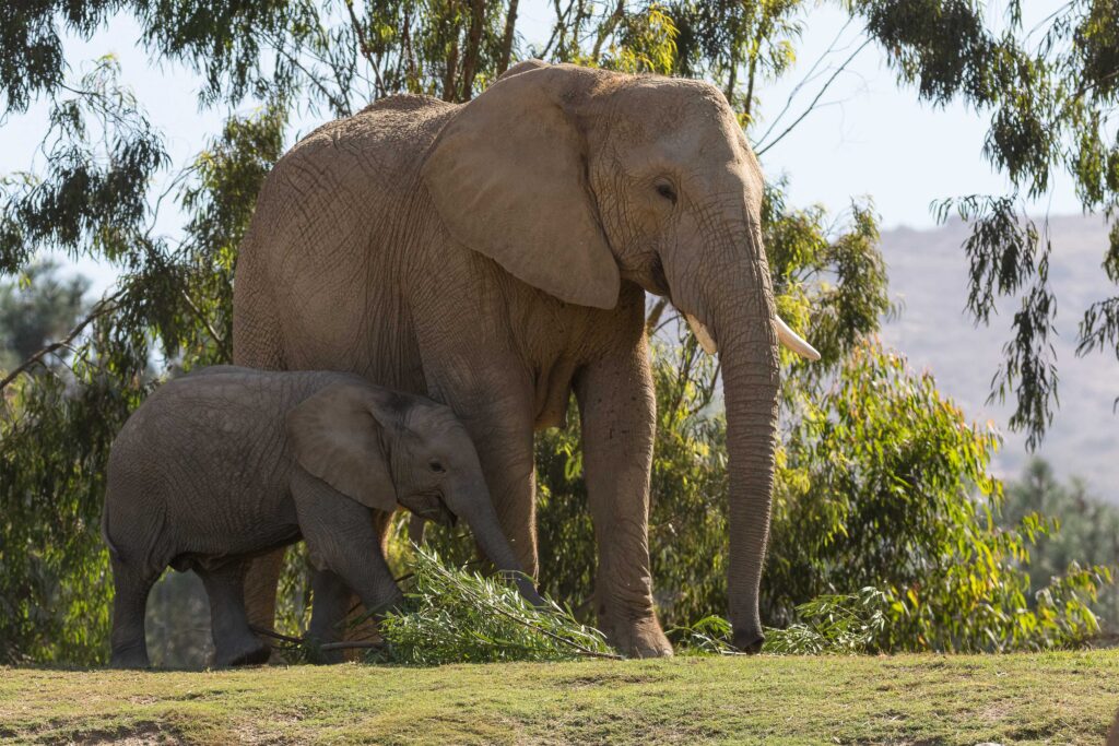 Elephant and Baby