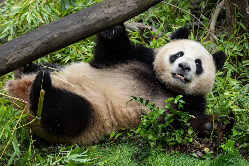 Giant Panda