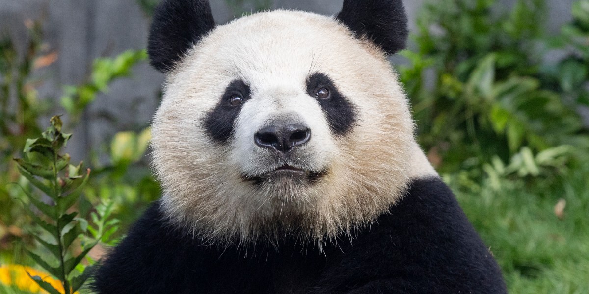Panda Xin Bao