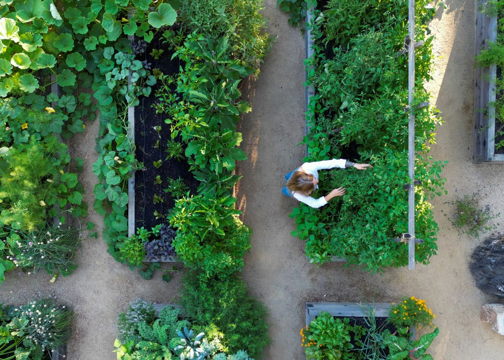 Revive Your Herb Garden: 10 Ways to Deal with Bolted and Heat-Stressed Plants