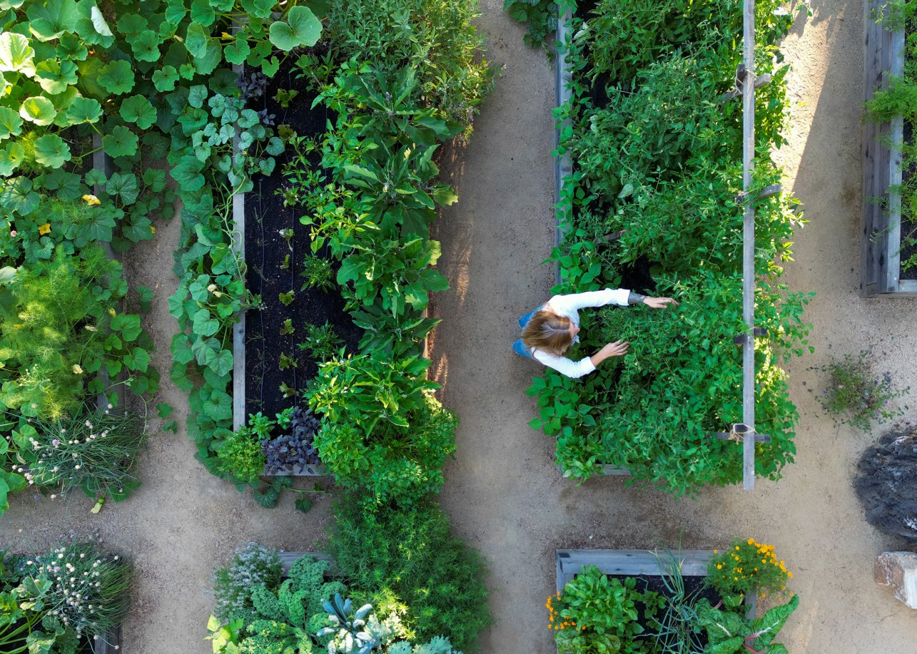Revive Your Herb Garden: 10 Ways to Deal with Bolted and Heat-Stressed Plants