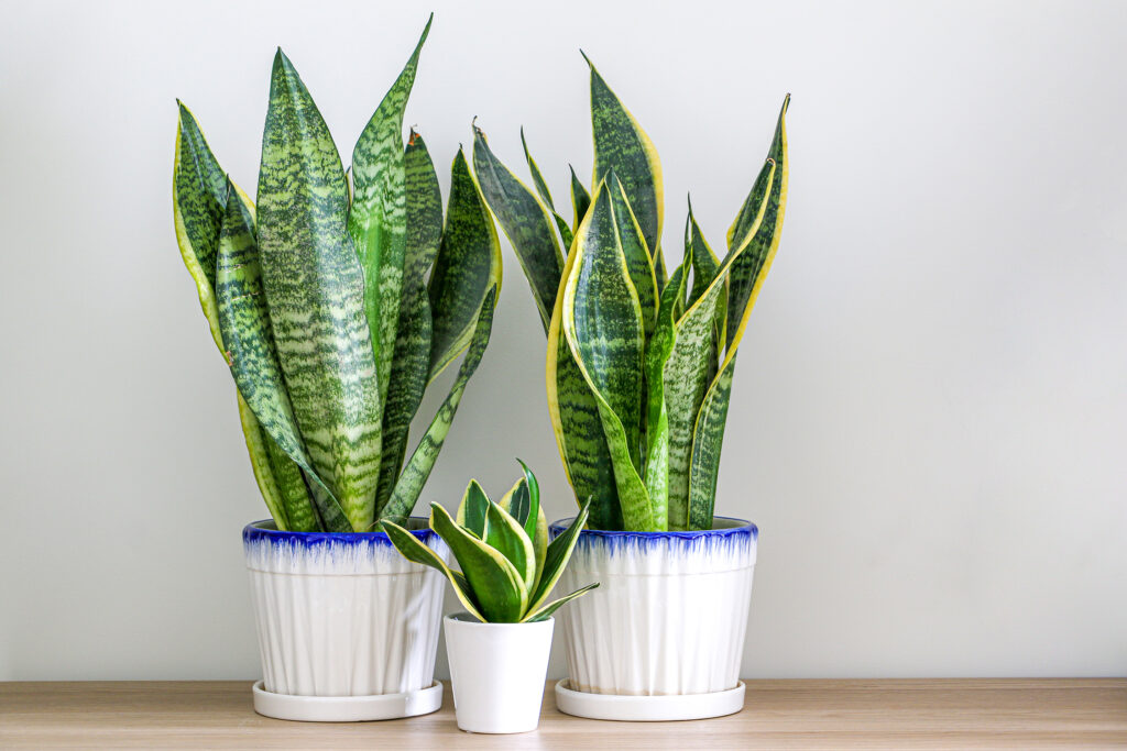 Sansevieria Snake Plant
