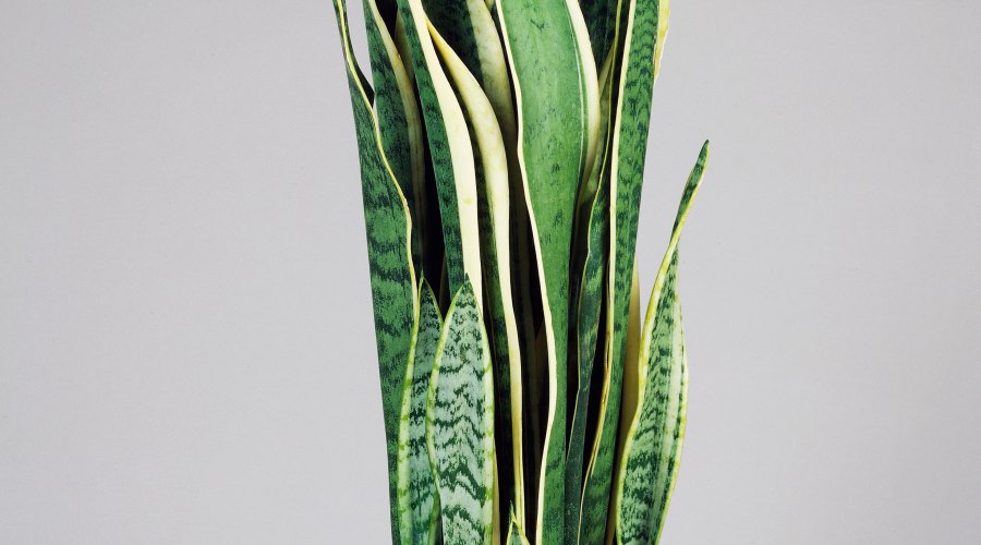 snake-plant-sansevieria-trifasciata