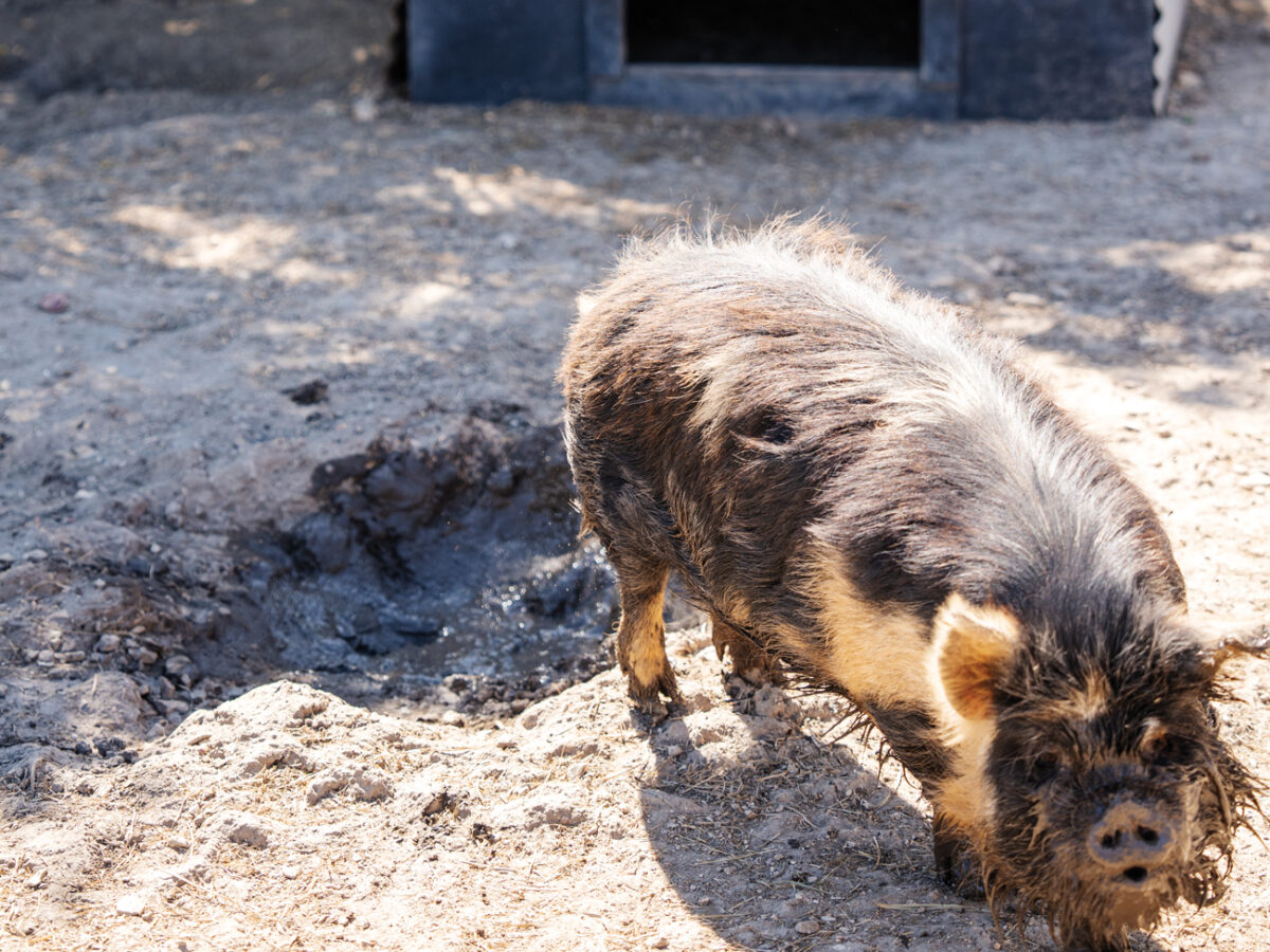 Kunekune Pig