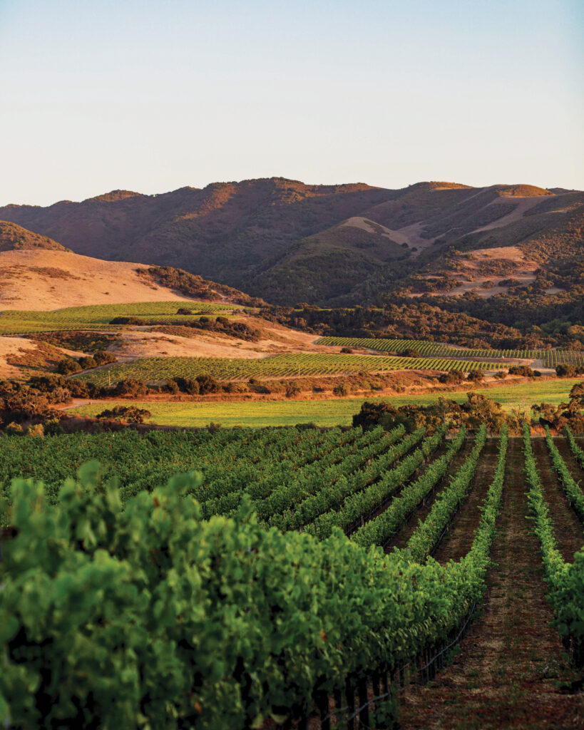 Santa Ynez Valley Vineyard