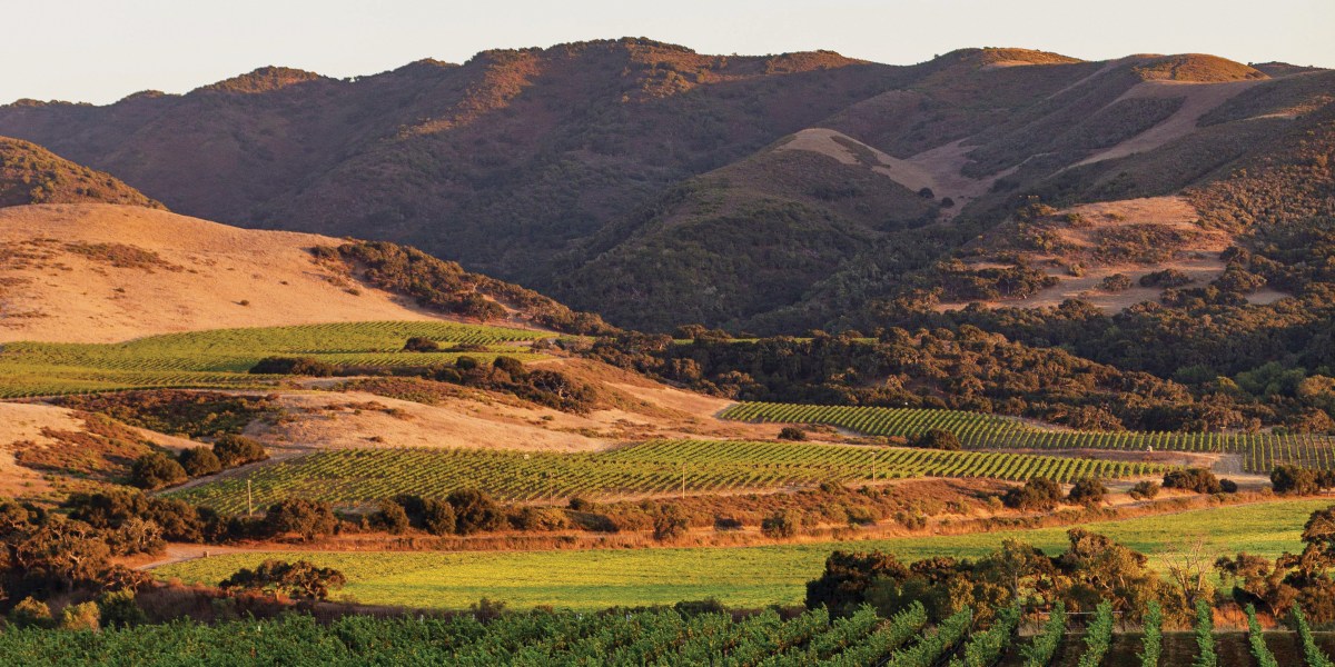 Santa Ynez Valley Vineyard