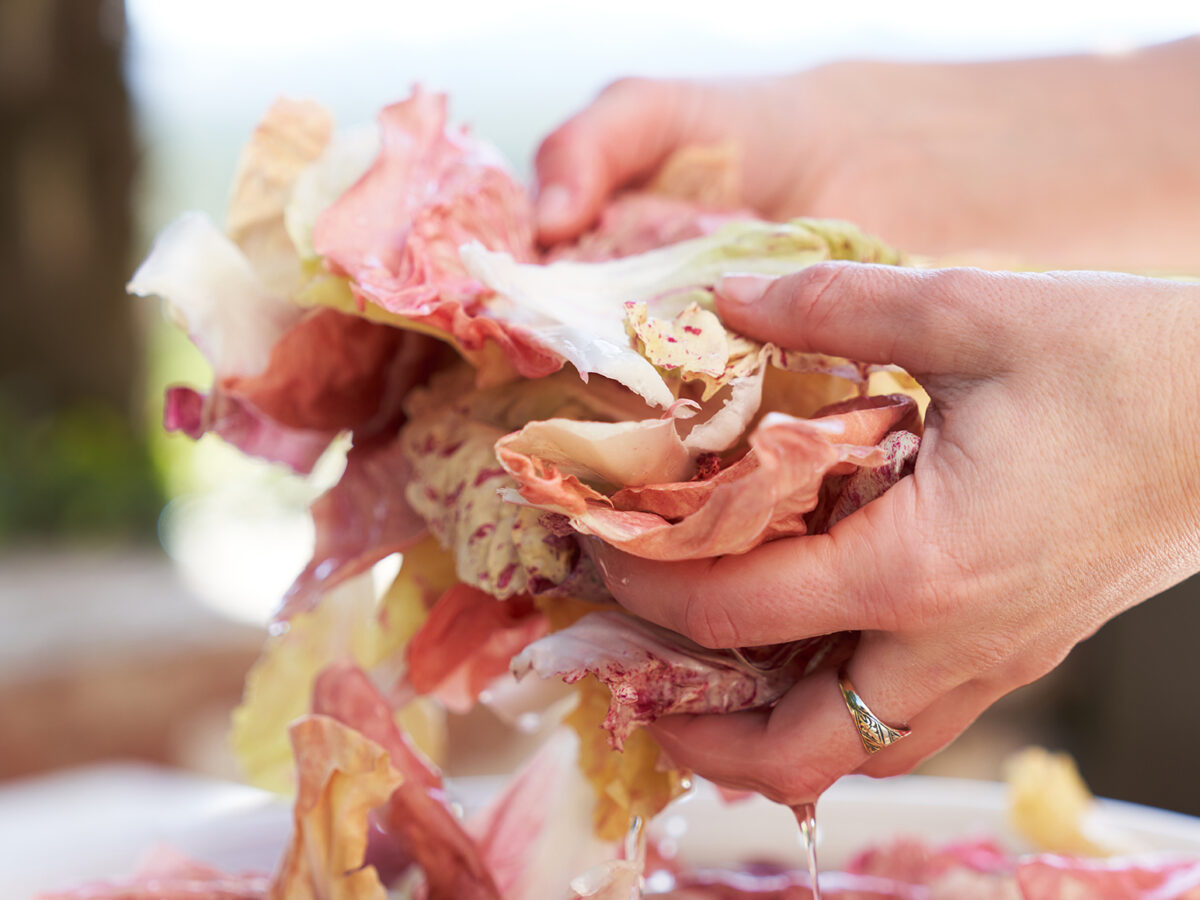 Hands Tossing Chicories