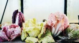Various Kinds of Chicory