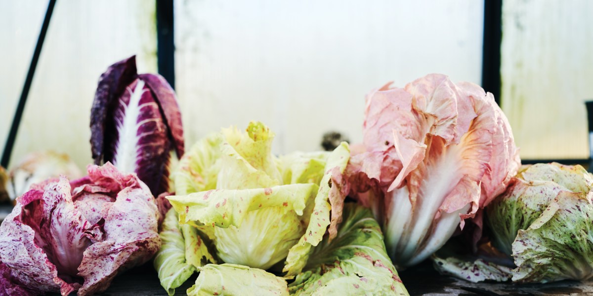 Various Kinds of Chicory