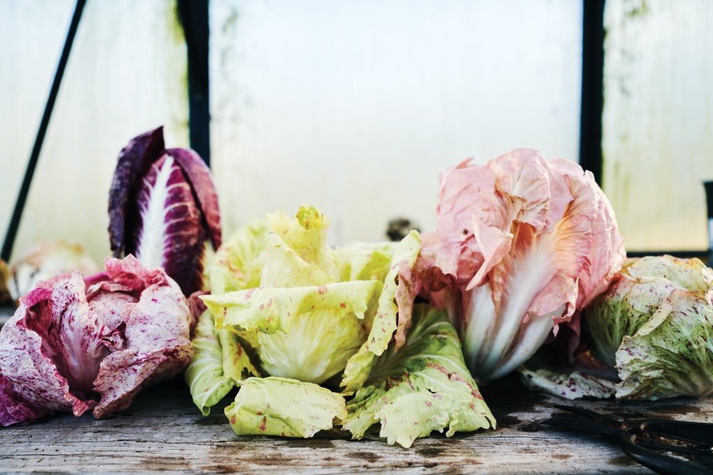 You’ll Want to Make These Pink (Yes, Pink) Salads All Autumn Long
