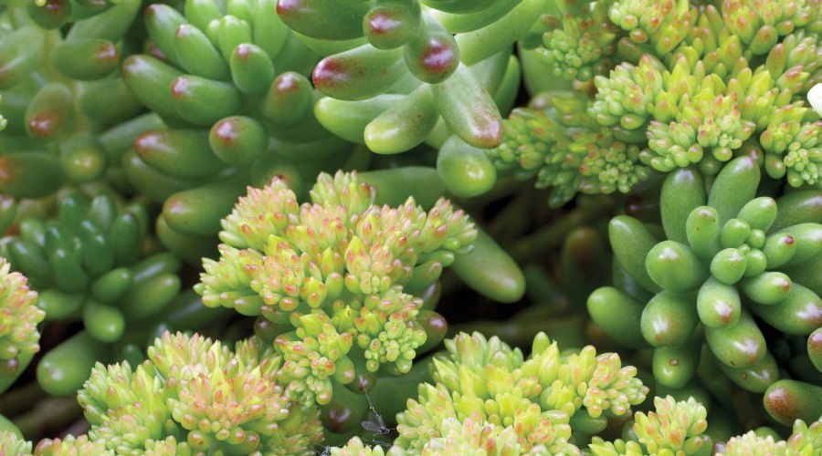 sedum-stonecrop
