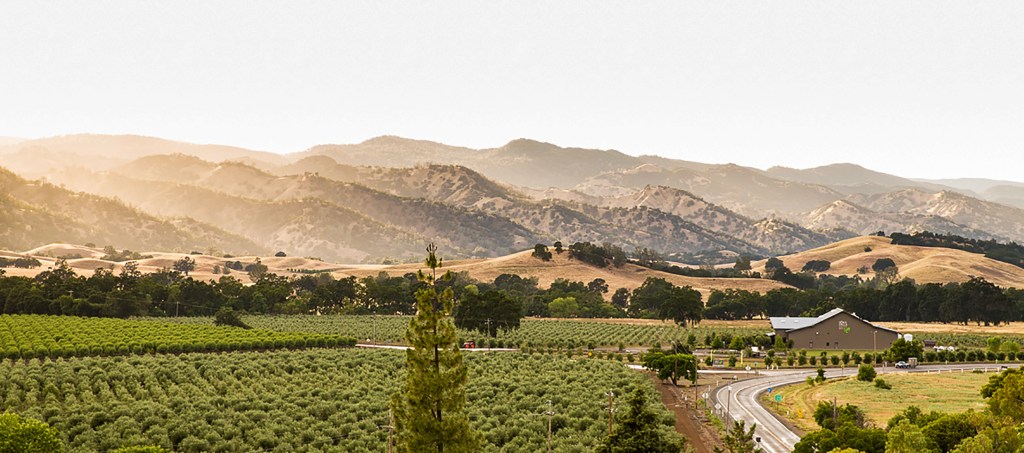 This Indigenous Food Brand Makes Award-Winning Olive Oil