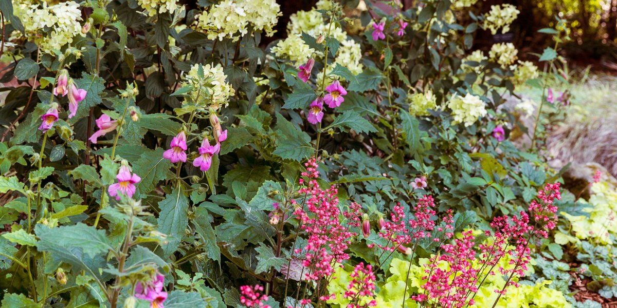Shade Border