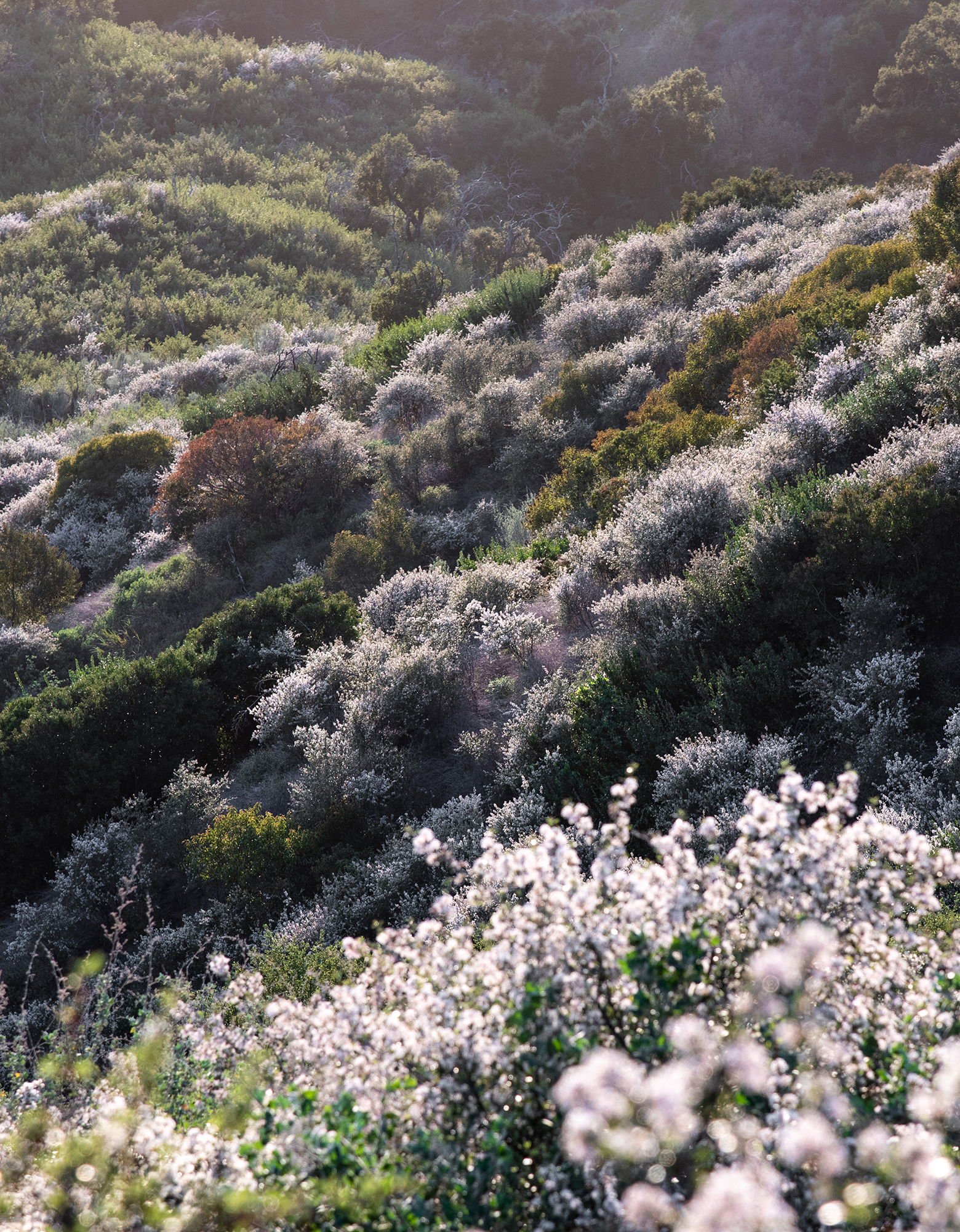 Shrouded in Light California Chaparral