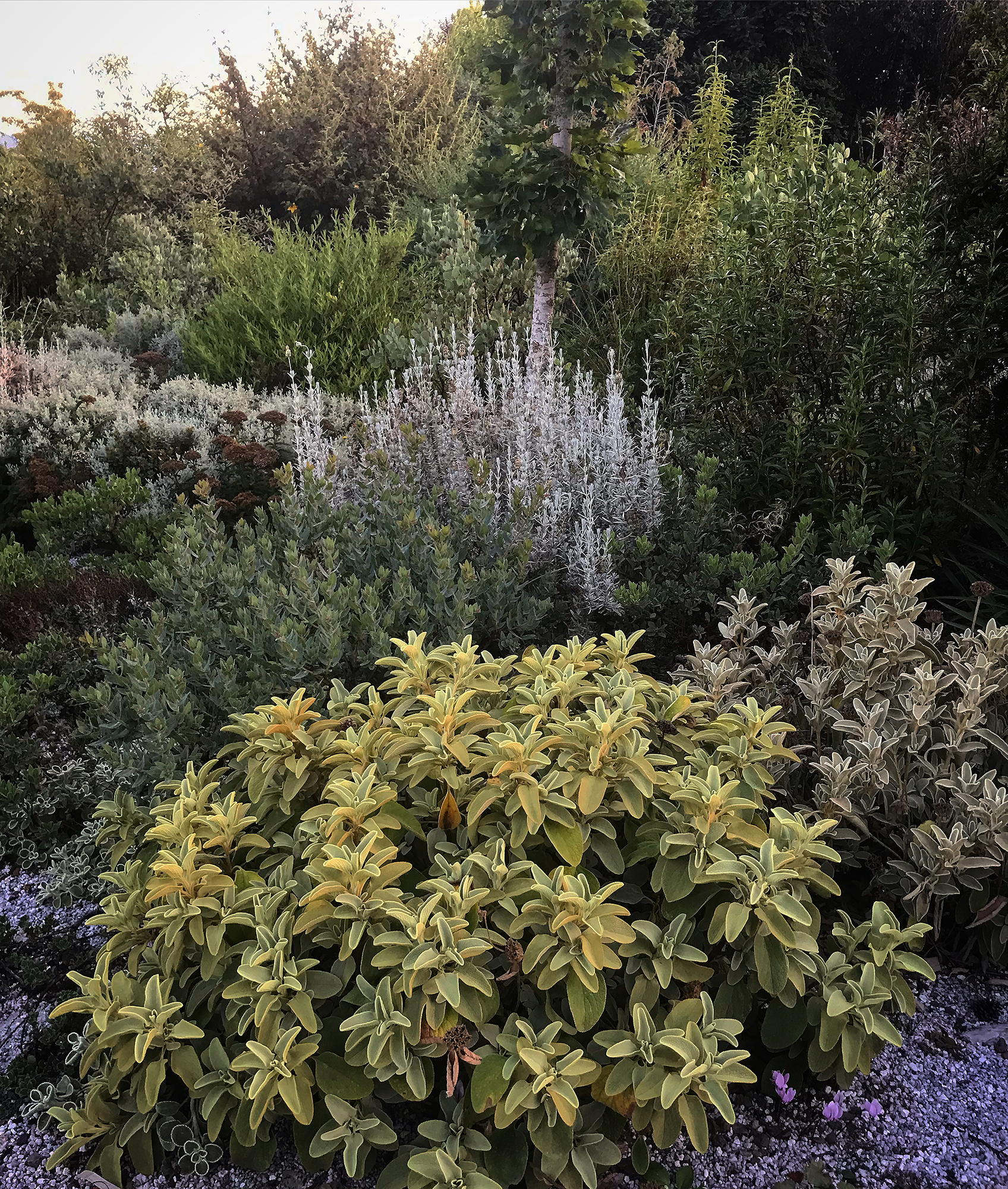 Shrouded in Light Mediterranean Shrubs