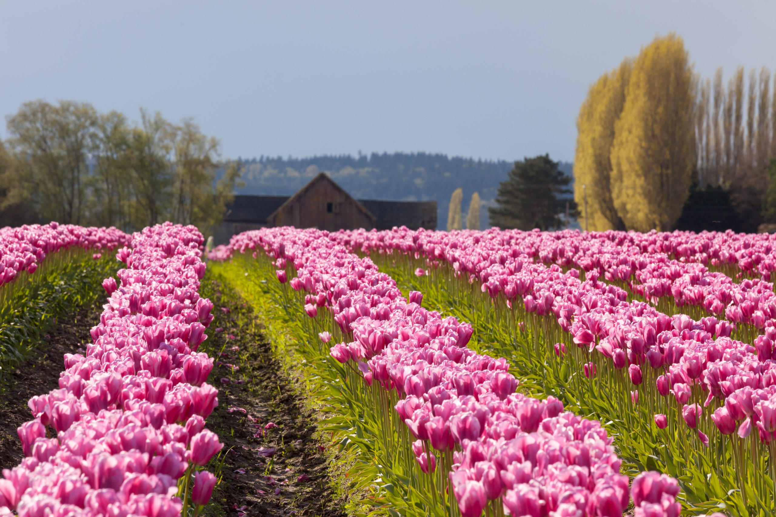 Pink tulips in a field with a barn in background