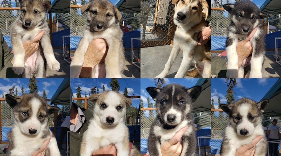 Denali National Park's Live Sled Dog Cam Is Everything We Need Right Now