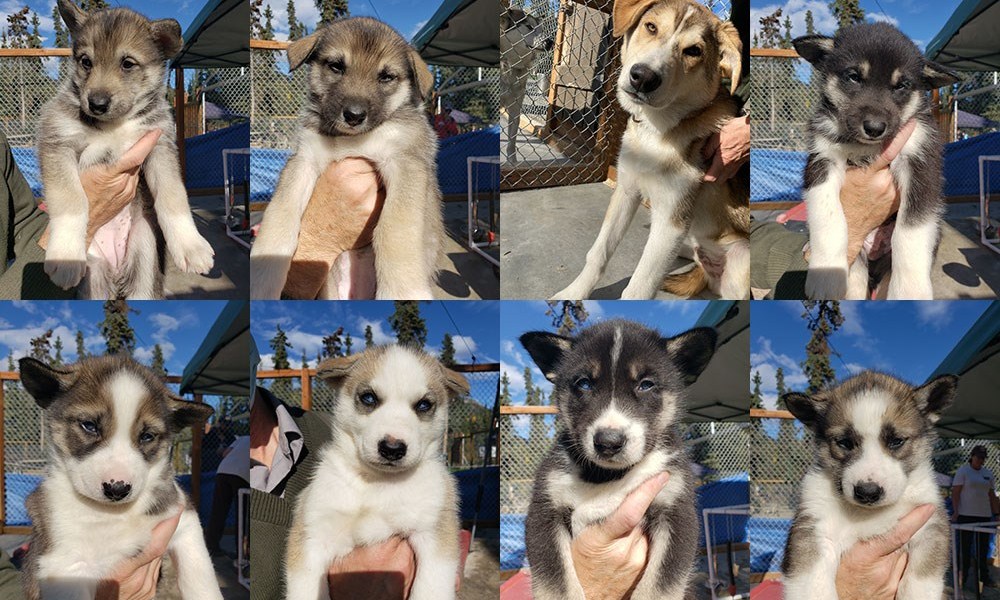 Denali National Park’s Live Sled Dog Cam Is Everything We Need Right Now