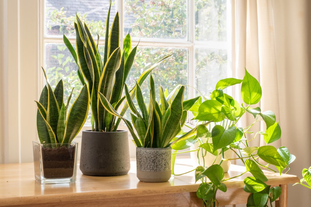 The 2025 Plant of the Year Is a Low Maintenance Houseplant Everyone Needs to Own