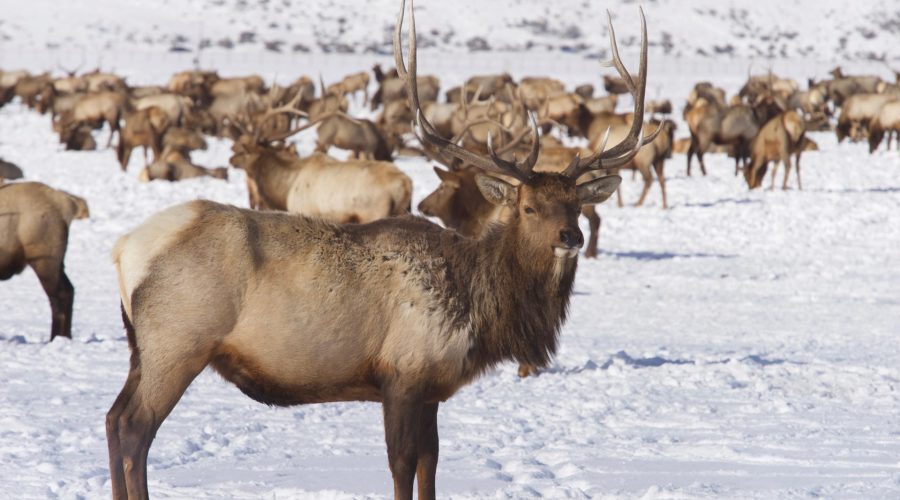 wyoming-winter-wildlife-safari