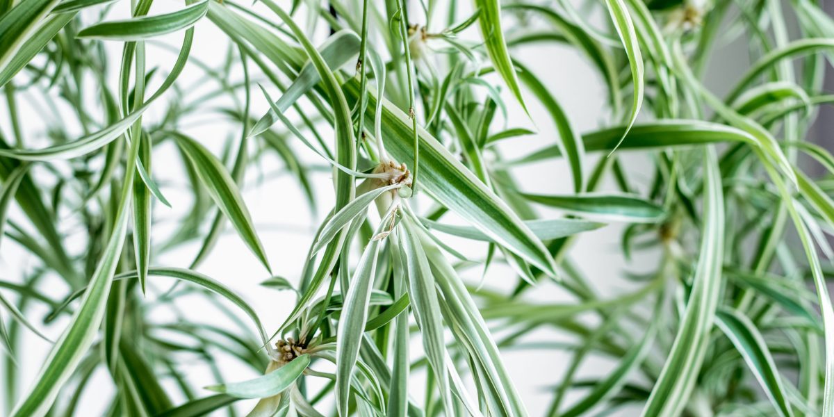 spider plant cuttings