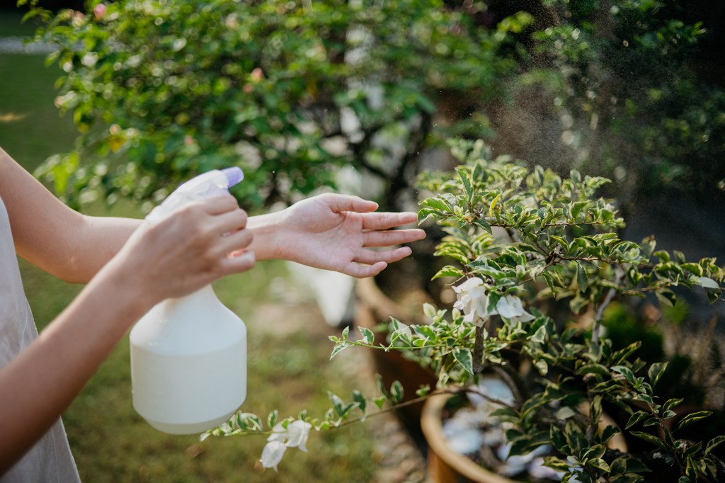 This Common Pantry Staple Will Save Your Spring Garden
