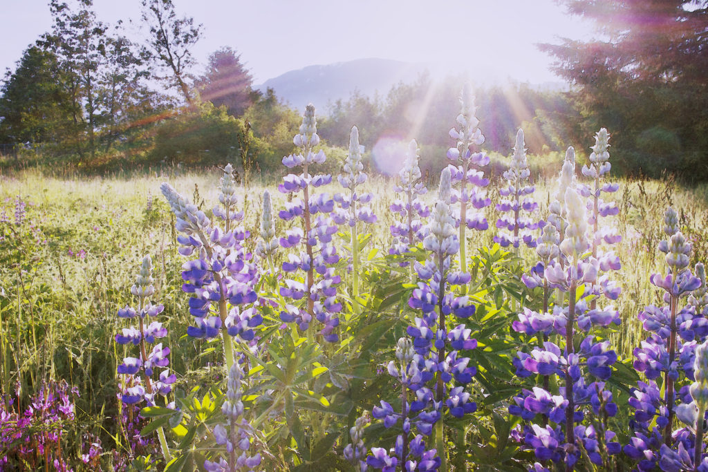 flowers in a meadow illuminate in early morning sun with mountain in background