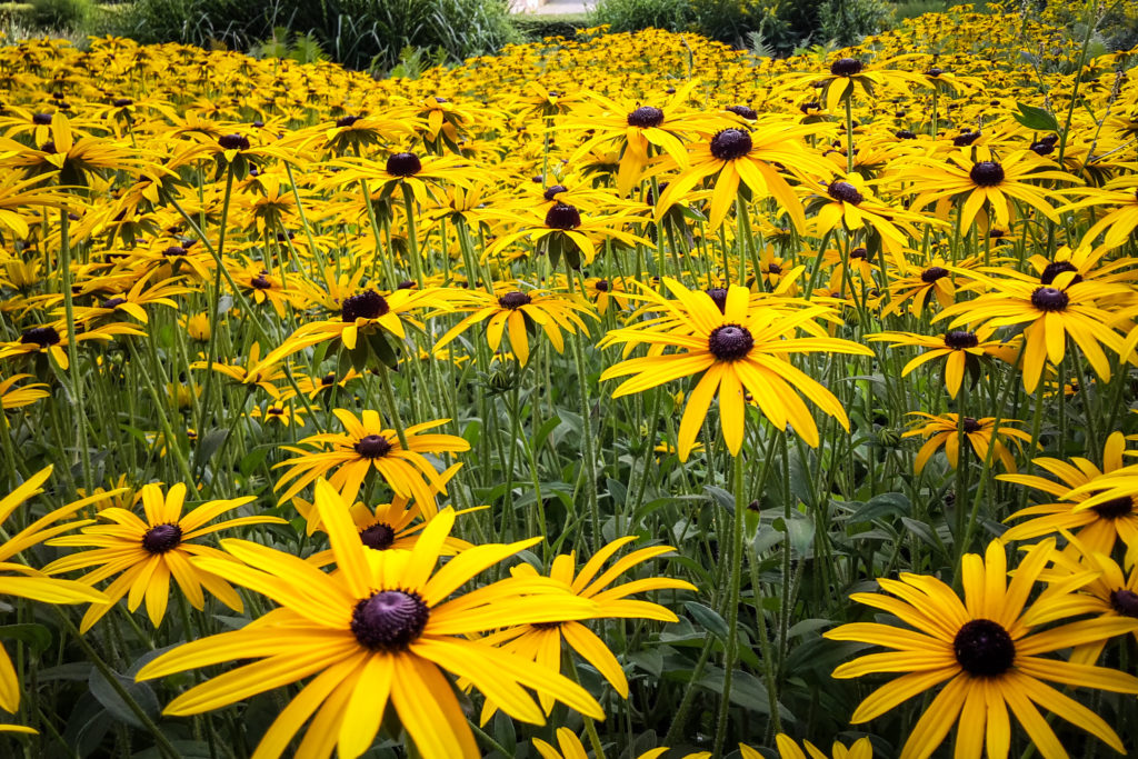 Black-Eyed Susan (Rudbeckia hirta)