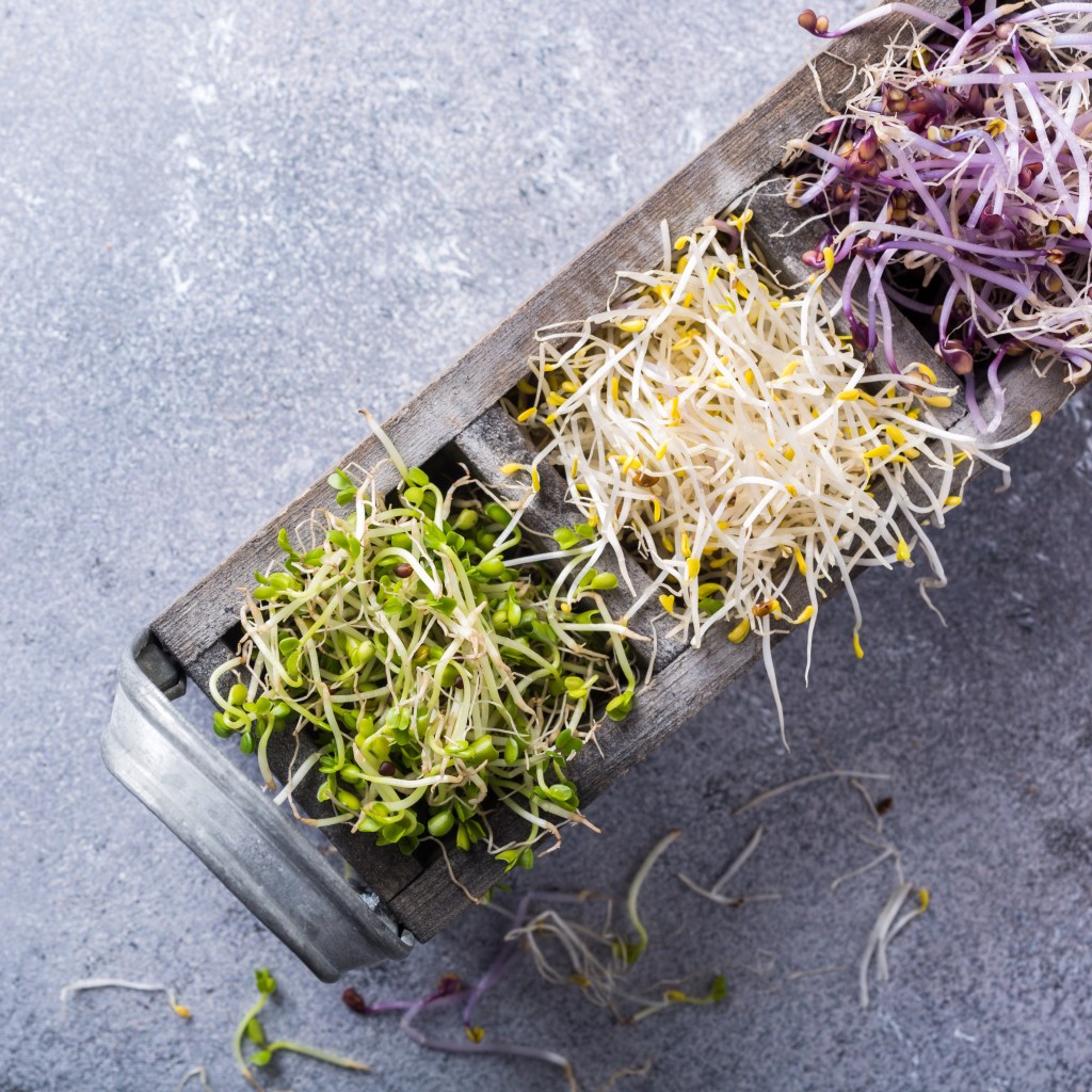 Growing Sprouts Like a Crunchy 1970s Hippie Has Never Been Easier