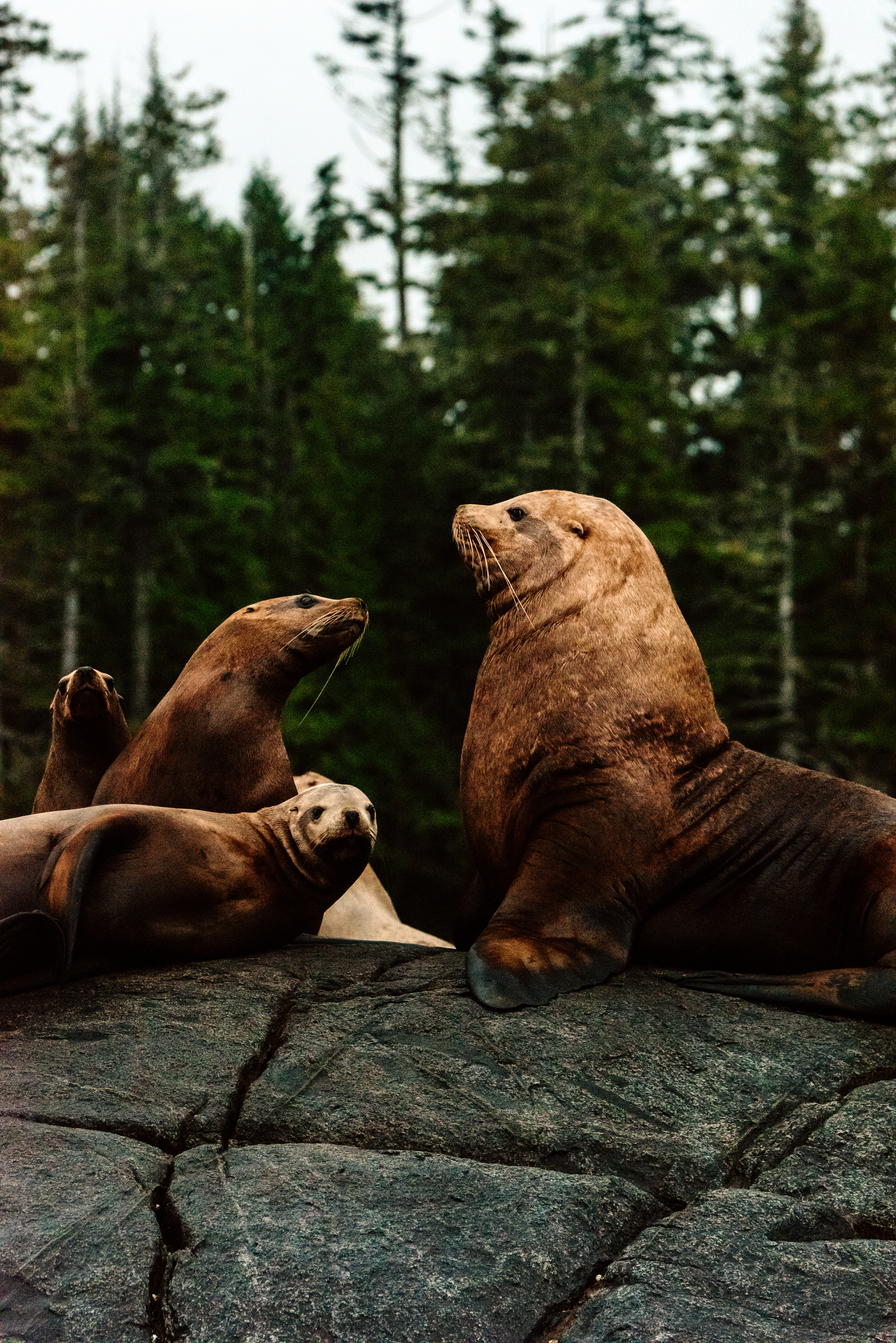 Steller Sea Lions