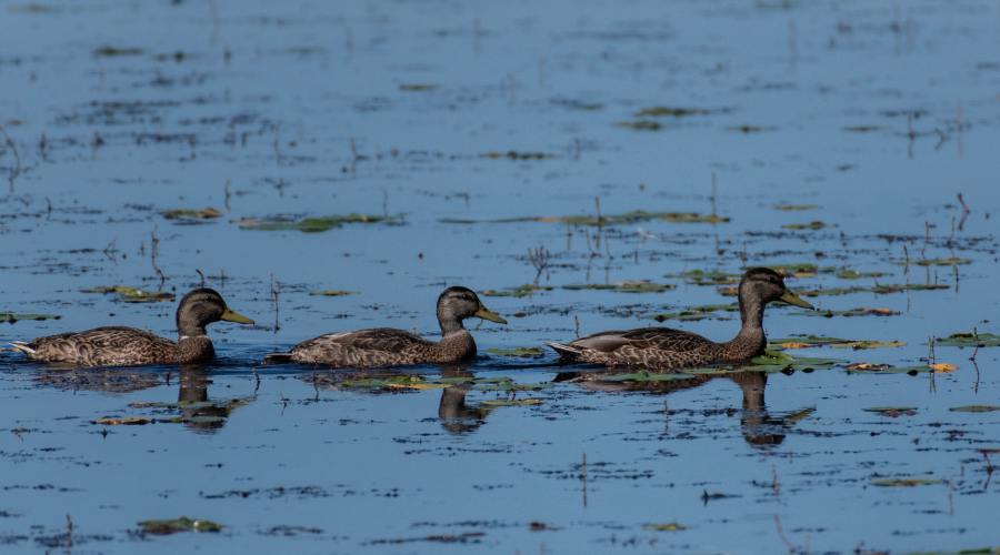 waterfowl-northern-california