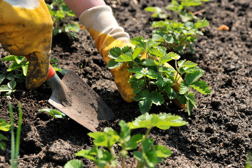 Strawberry Planting Garden