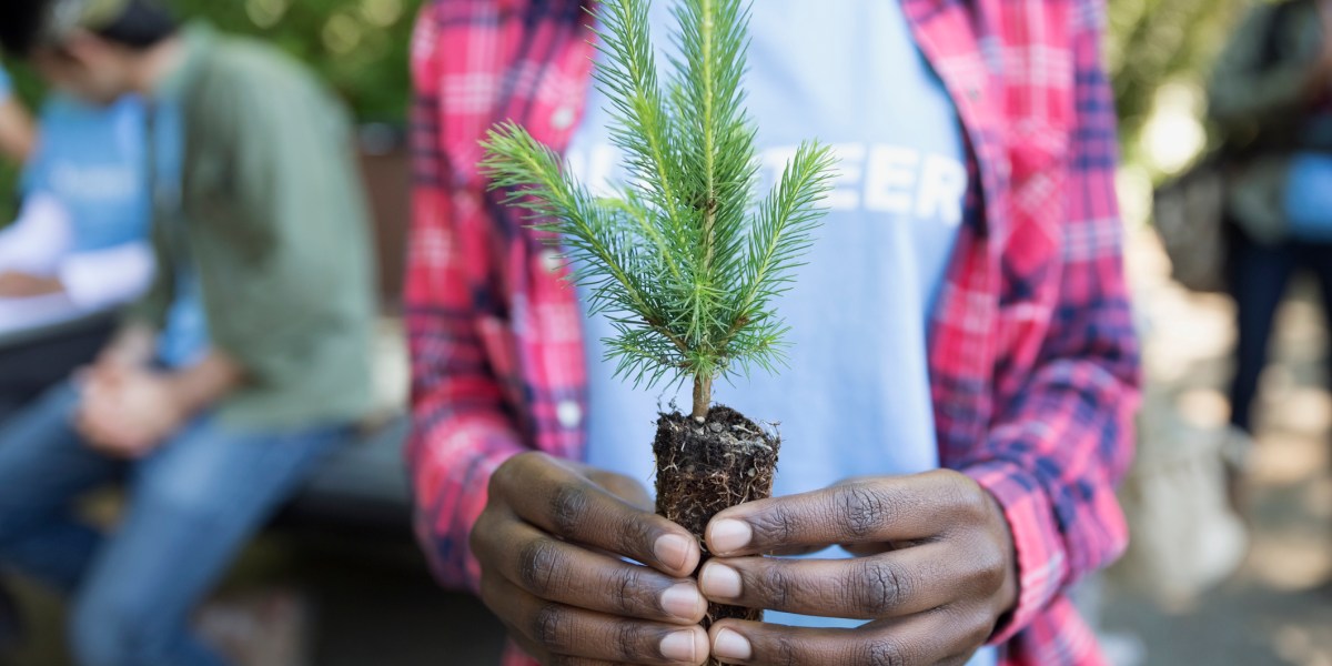 Free Trees Help You Fight Climate Change (and Make Your Yard Even Nicer)