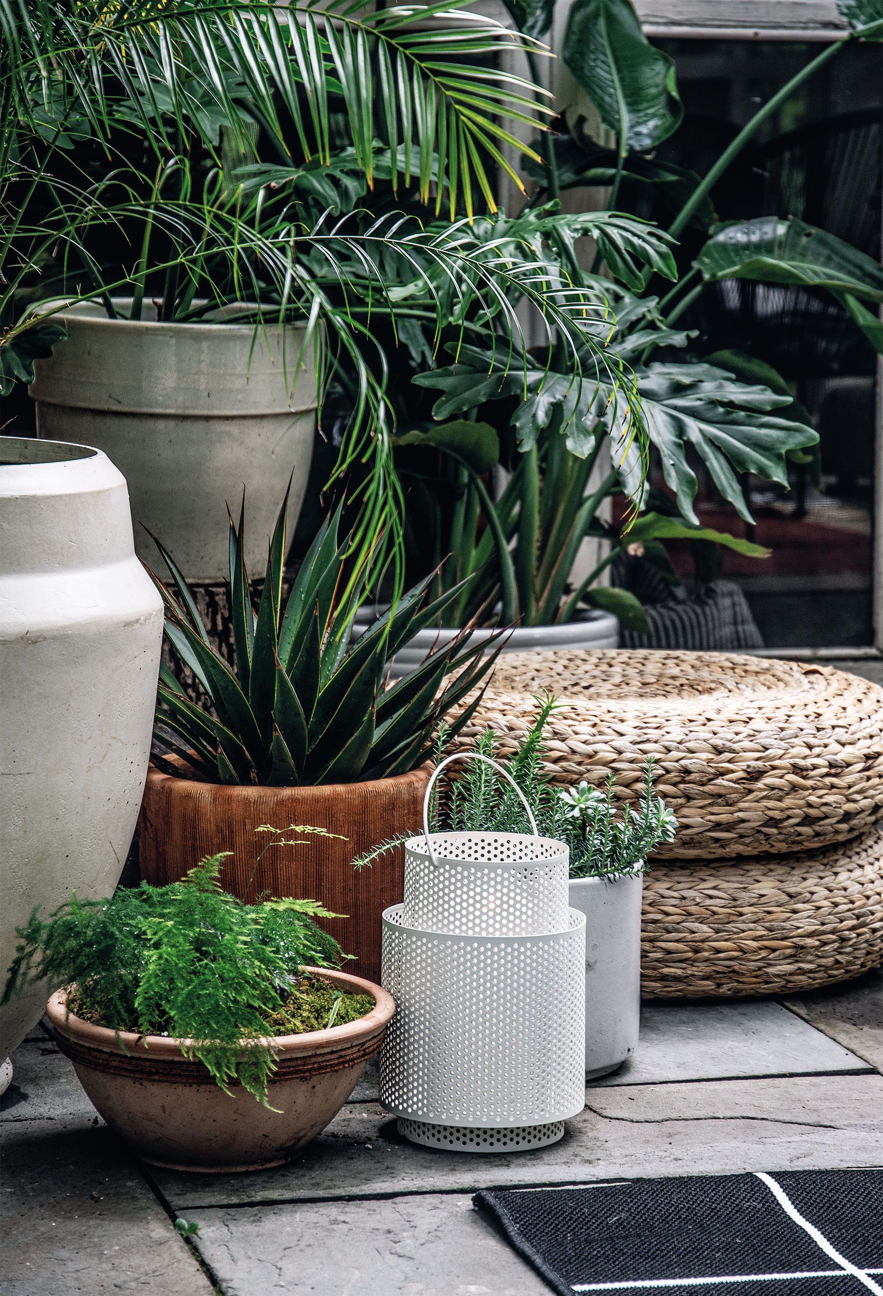 Styled Plants in Living Wild by Hilton Carter