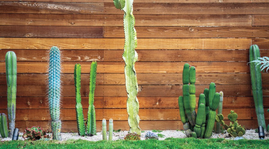 cactus-wall