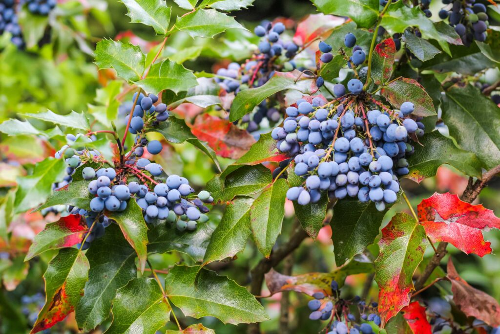 Oregon Grape Plants