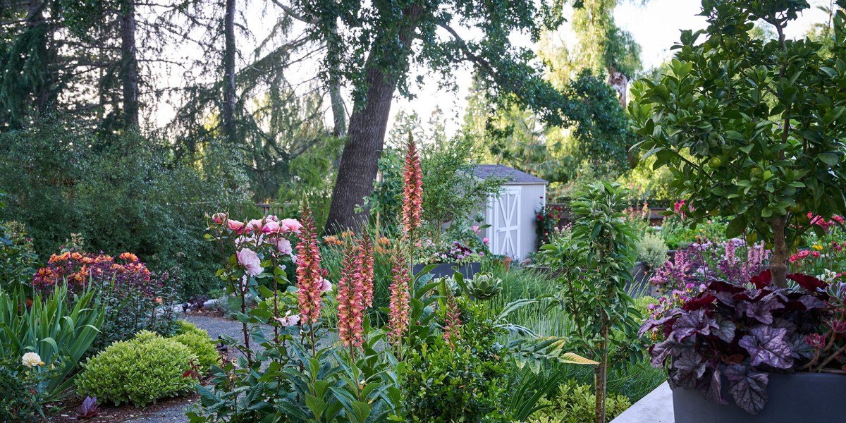 Pine House Edible Gardens Shed