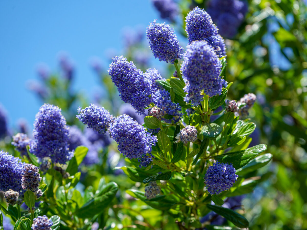 California Lilac (Ceanothus)
