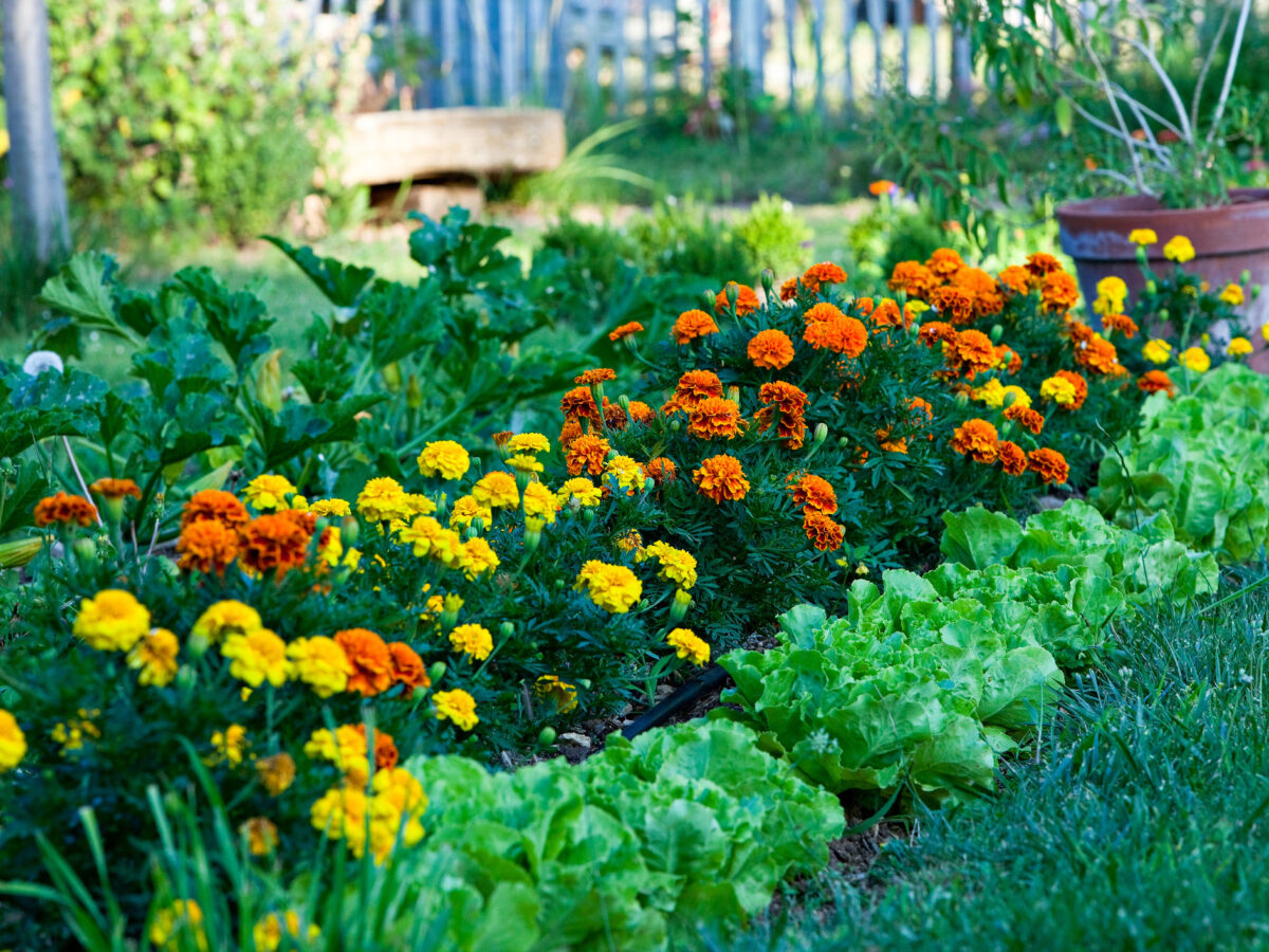 Plant Marigolds