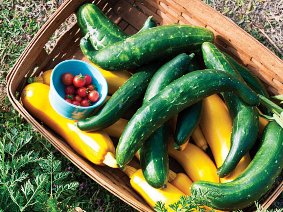 Harvesting Squash and Tomatoes