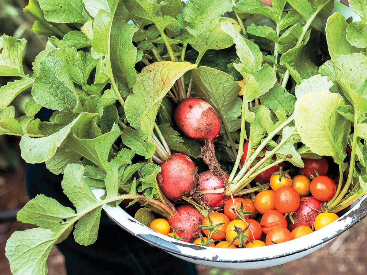 Harvested Radishes and Tomatoes