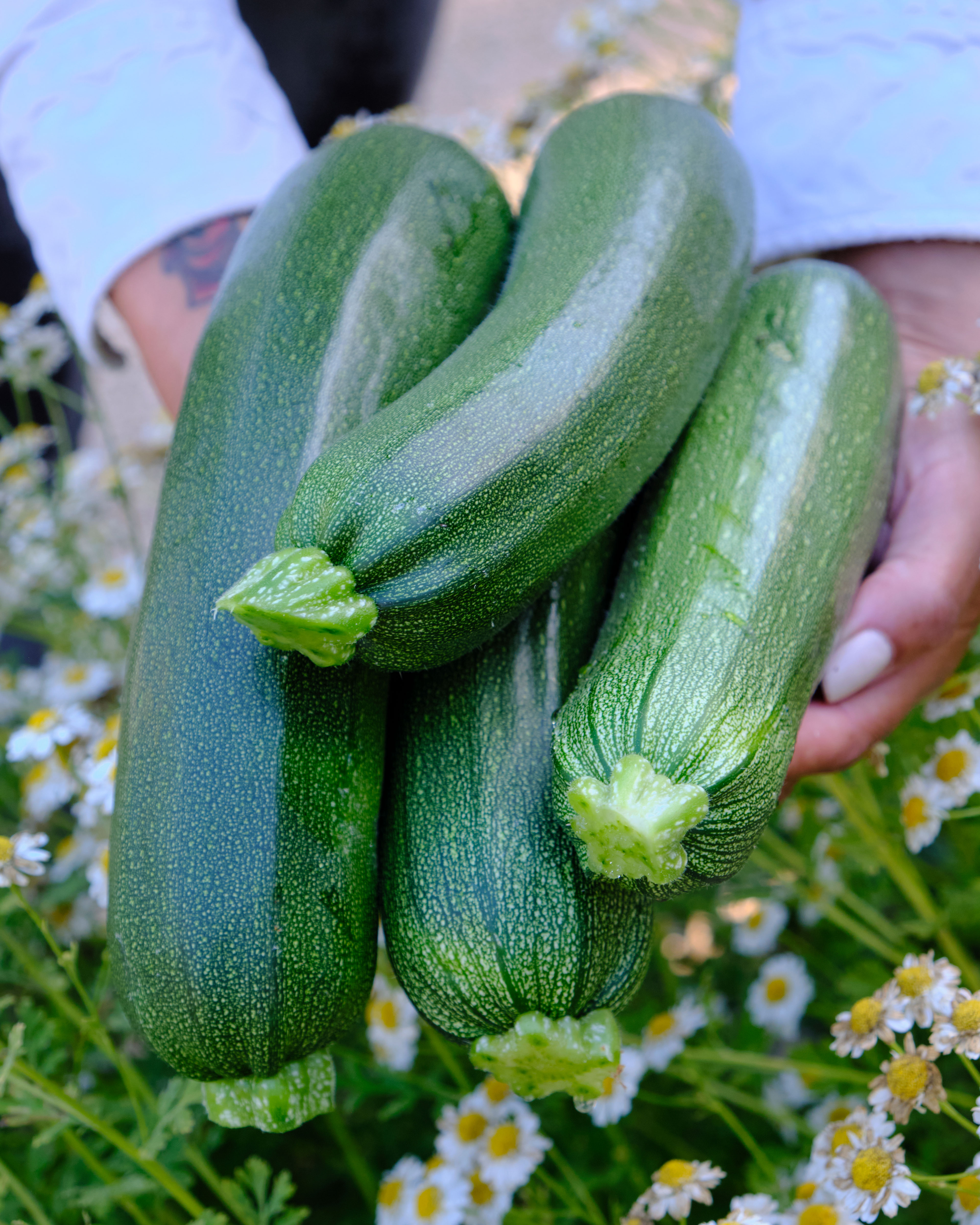 Zucchini