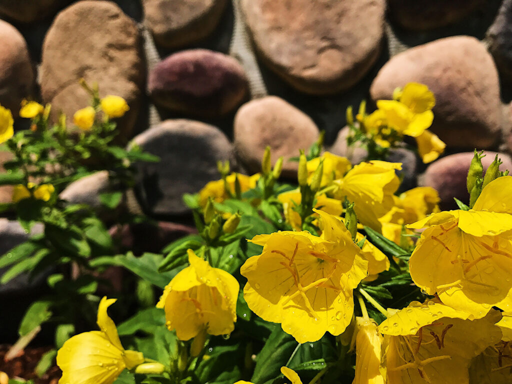 Sundrops Calylophus Hartwegii