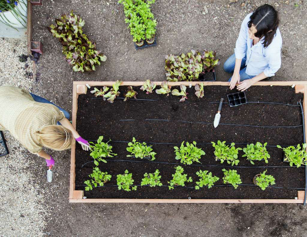 Sunset Campus Test Garden